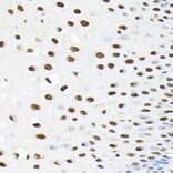 Immunohistochemistry - Anti-KPNA3 Antibody (A12240) - Antibodies.com