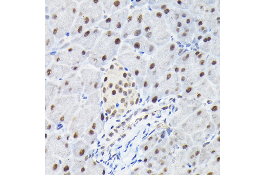 Immunohistochemistry - Anti-KPNA3 Antibody (A12240) - Antibodies.com