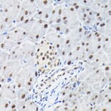 Immunohistochemistry - Anti-KPNA3 Antibody (A12240) - Antibodies.com