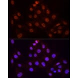 Immunofluorescence - Anti-KPNA3 Antibody (A12240) - Antibodies.com