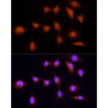 Immunofluorescence - Anti-KPNA3 Antibody (A12240) - Antibodies.com