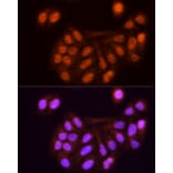 Immunofluorescence - Anti-KPNA3 Antibody (A12240) - Antibodies.com