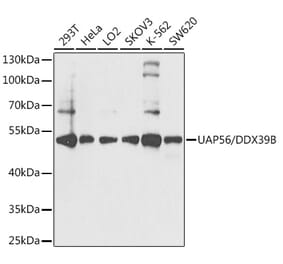 Western Blot - Anti-UAP56 Antibody (A12241) - Antibodies.com