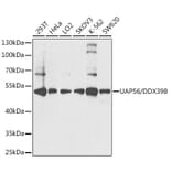 Western Blot - Anti-UAP56 Antibody (A12241) - Antibodies.com