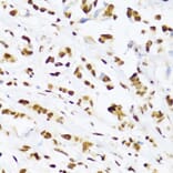 Immunohistochemistry - Anti-UAP56 Antibody (A12241) - Antibodies.com