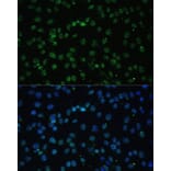 Immunofluorescence - Anti-UAP56 Antibody (A12241) - Antibodies.com