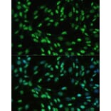 Immunofluorescence - Anti-UAP56 Antibody (A12241) - Antibodies.com