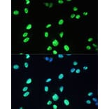Immunofluorescence - Anti-UAP56 Antibody (A12241) - Antibodies.com