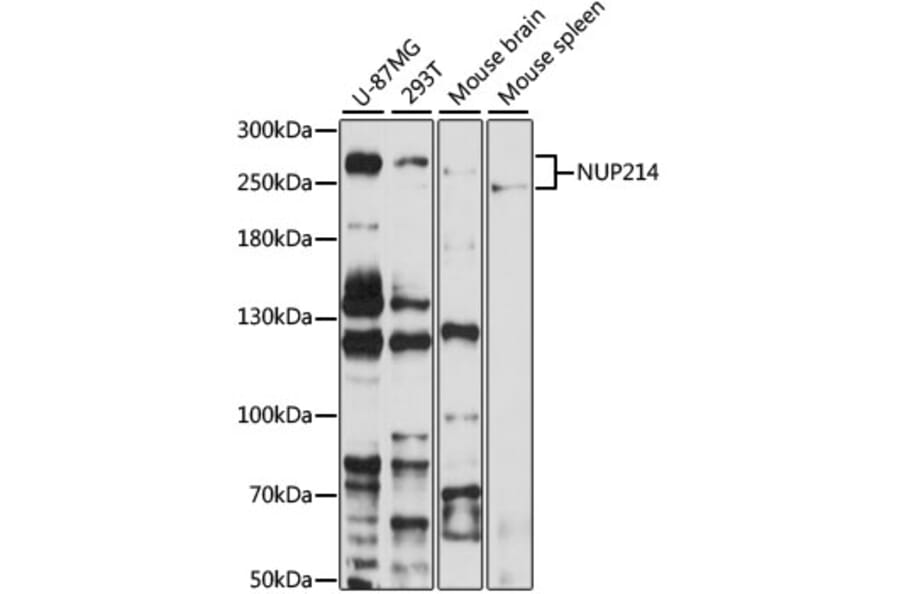 Western Blot - Anti-NUP214 Antibody (A12242) - Antibodies.com