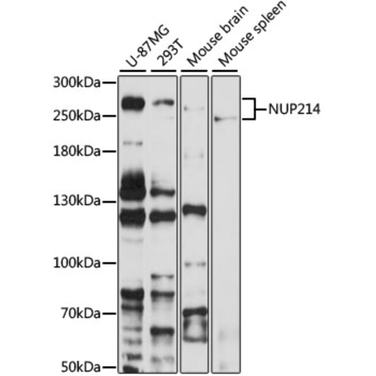Western Blot - Anti-NUP214 Antibody (A12242) - Antibodies.com
