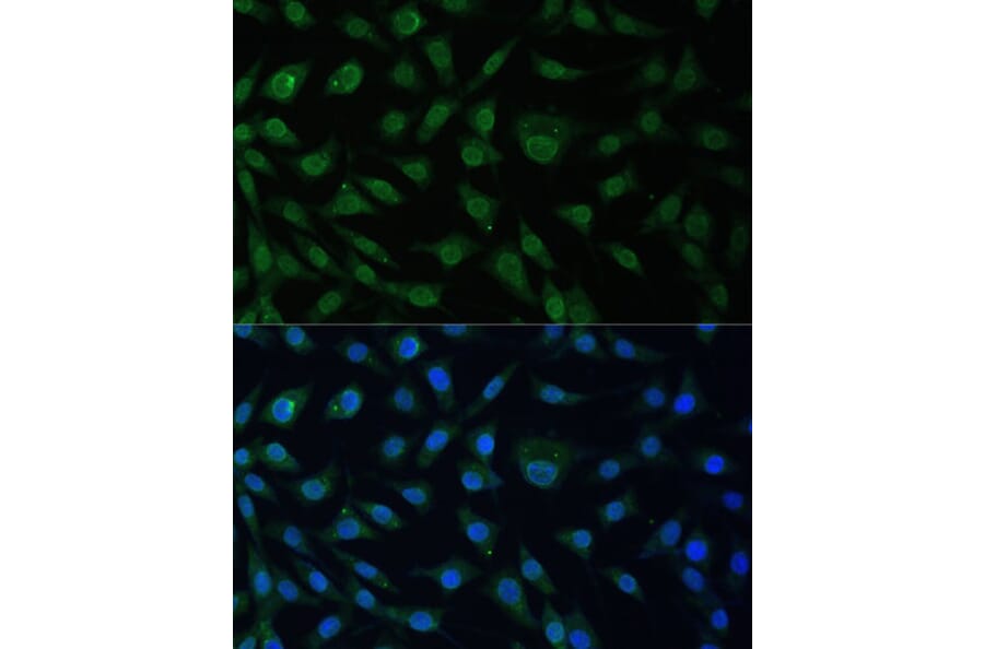 Immunofluorescence - Anti-NUP214 Antibody (A12242) - Antibodies.com
