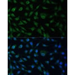 Immunofluorescence - Anti-NUP214 Antibody (A12242) - Antibodies.com