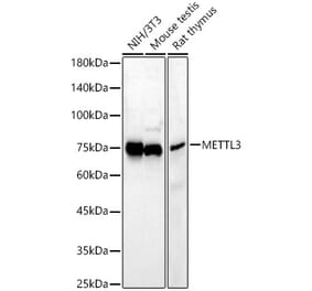 Western Blot - Anti-METTL3 Antibody (A12244) - Antibodies.com