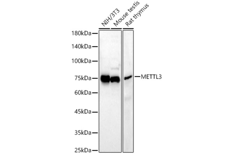 Western Blot - Anti-METTL3 Antibody (A12244) - Antibodies.com