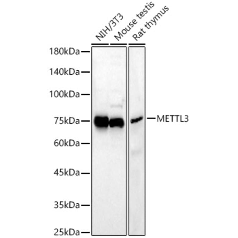 Western Blot - Anti-METTL3 Antibody (A12244) - Antibodies.com