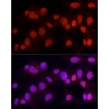 Immunofluorescence - Anti-METTL3 Antibody (A12244) - Antibodies.com