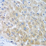 Immunohistochemistry - Anti-UBE2U Antibody (A12246) - Antibodies.com