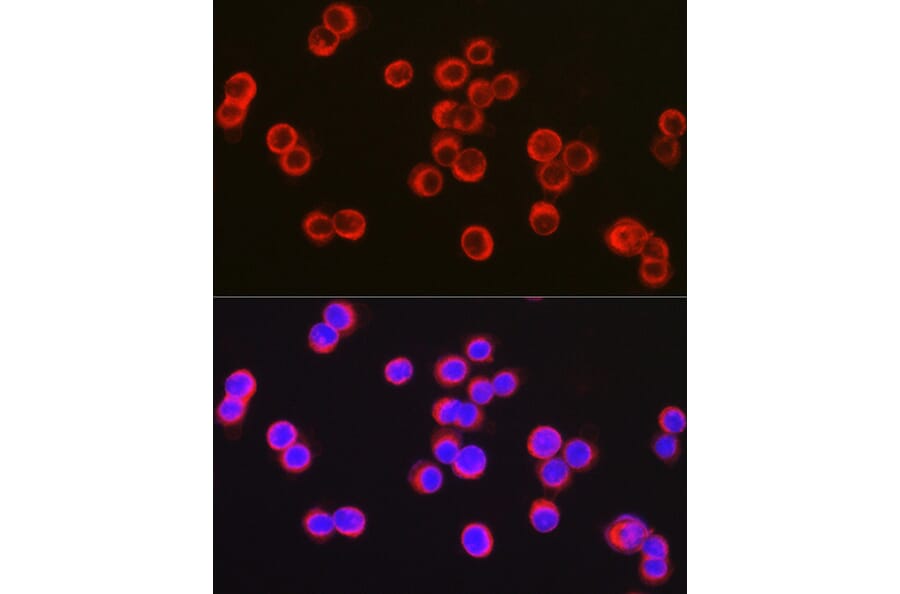 Immunofluorescence - Anti-CFTR Antibody (A12248) - Antibodies.com