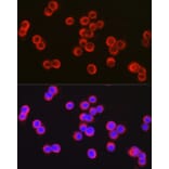 Immunofluorescence - Anti-CFTR Antibody (A12248) - Antibodies.com