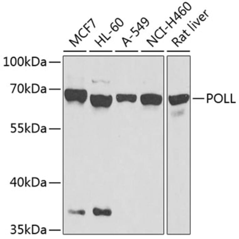 Western Blot - Anti-DNA Polymerase lambda/Polk Antibody (A12249) - Antibodies.com