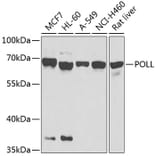 Western Blot - Anti-DNA Polymerase lambda/Polk Antibody (A12249) - Antibodies.com