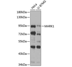 Western Blot - Anti-MARK1 Antibody (A12254) - Antibodies.com