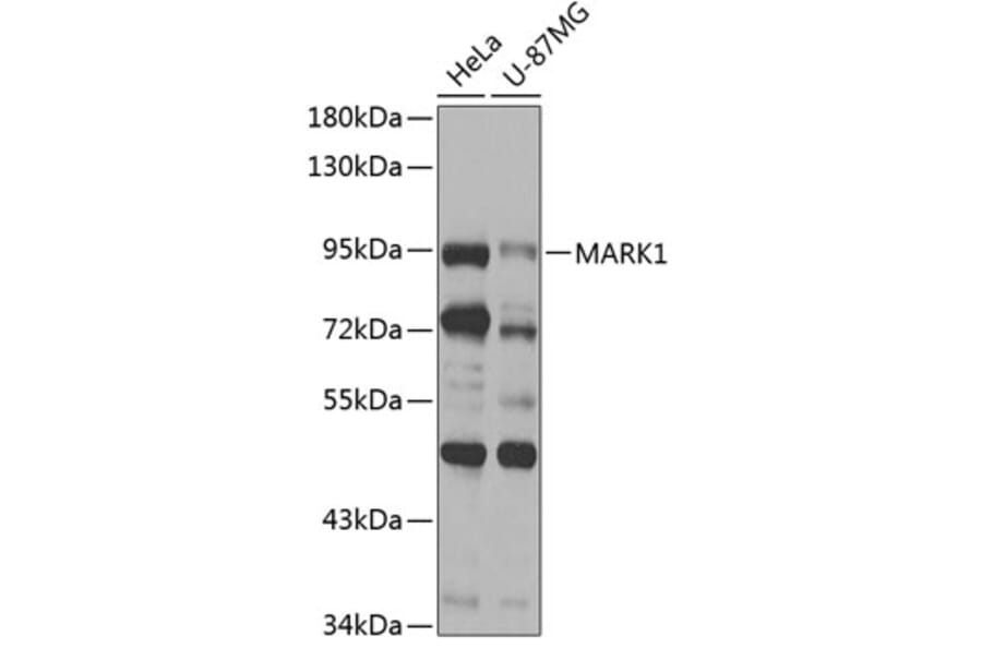 Western Blot - Anti-MARK1 Antibody (A12254) - Antibodies.com