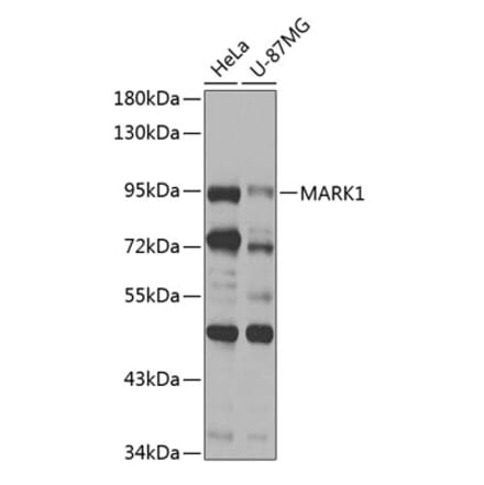 Western Blot - Anti-MARK1 Antibody (A12254) - Antibodies.com