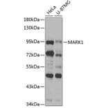 Western Blot - Anti-MARK1 Antibody (A12254) - Antibodies.com