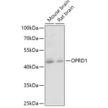 Western Blot - Anti-Delta Opioid Receptor Antibody (A12255) - Antibodies.com