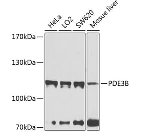 Western Blot - Anti-PDE3B Antibody (A12256) - Antibodies.com
