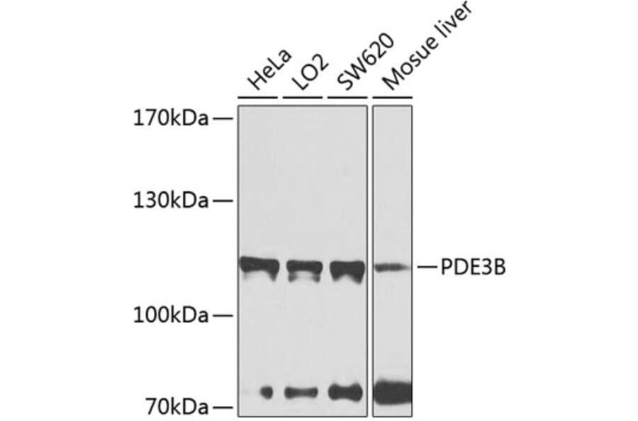 Western Blot - Anti-PDE3B Antibody (A12256) - Antibodies.com