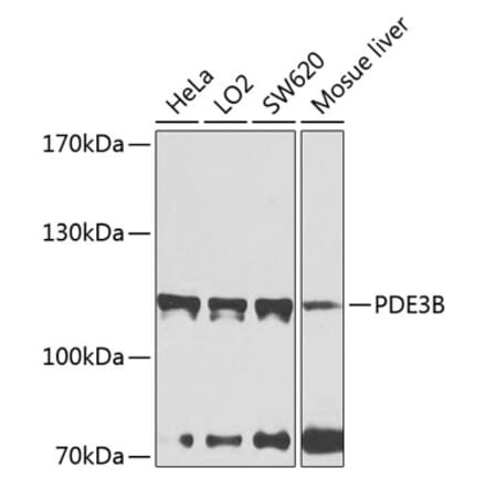 Western Blot - Anti-PDE3B Antibody (A12256) - Antibodies.com