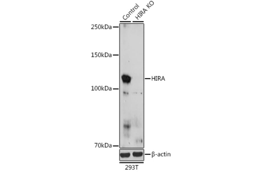 Western Blot - Anti-HIRA/HIR Antibody (A12259) - Antibodies.com