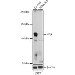 Western Blot - Anti-HIRA/HIR Antibody (A12259) - Antibodies.com