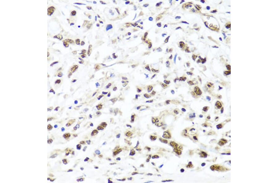 Immunohistochemistry - Anti-HIRA/HIR Antibody (A12259) - Antibodies.com