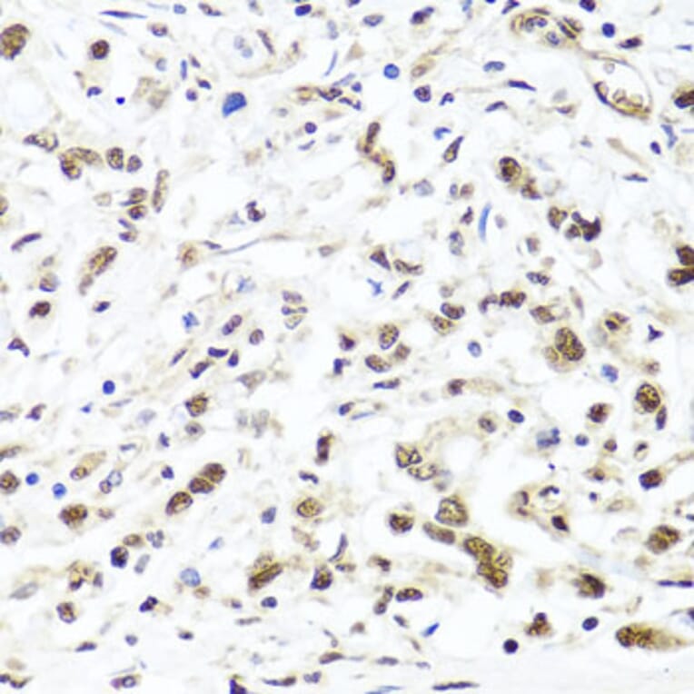 Immunohistochemistry - Anti-HIRA/HIR Antibody (A12259) - Antibodies.com