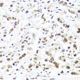 Immunohistochemistry - Anti-HIRA/HIR Antibody (A12259) - Antibodies.com