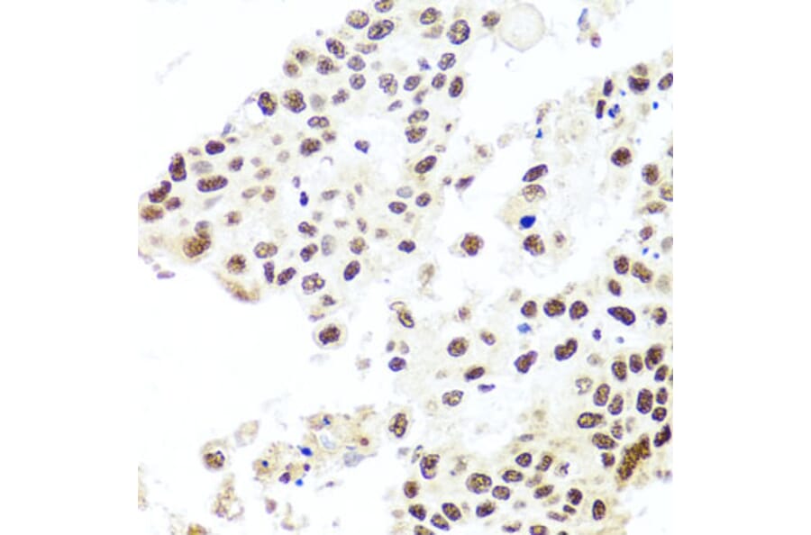 Immunohistochemistry - Anti-HIRA/HIR Antibody (A12259) - Antibodies.com