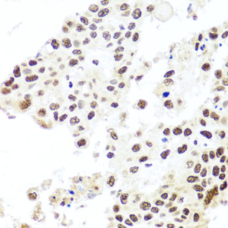 Immunohistochemistry - Anti-HIRA/HIR Antibody (A12259) - Antibodies.com