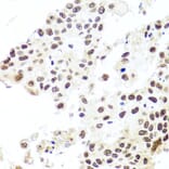 Immunohistochemistry - Anti-HIRA/HIR Antibody (A12259) - Antibodies.com