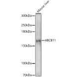 Western Blot - Anti-ABCB11/BSEP Antibody (A12260) - Antibodies.com