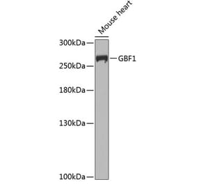 Western Blot - Anti-GBF1 Antibody (A12261) - Antibodies.com