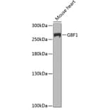Western Blot - Anti-GBF1 Antibody (A12261) - Antibodies.com