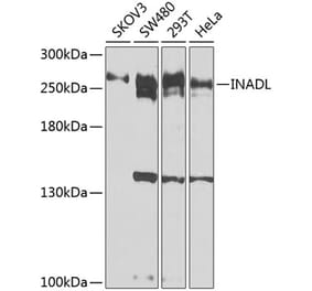Western Blot - Anti-PATJ Antibody (A12263) - Antibodies.com