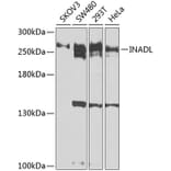 Western Blot - Anti-PATJ Antibody (A12263) - Antibodies.com