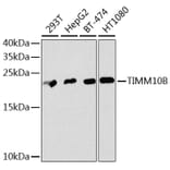 Western Blot - Anti-TIMM10B Antibody (A12264) - Antibodies.com