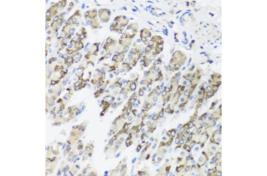 Immunohistochemistry - Anti-TIMM10B Antibody (A12264) - Antibodies.com