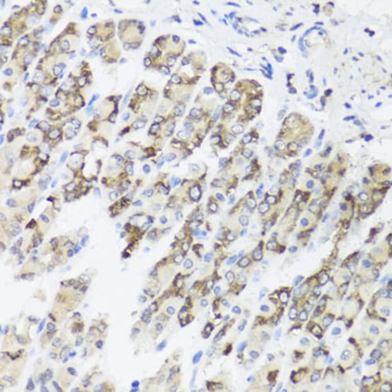 Immunohistochemistry - Anti-TIMM10B Antibody (A12264) - Antibodies.com