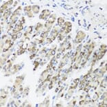 Immunohistochemistry - Anti-TIMM10B Antibody (A12264) - Antibodies.com